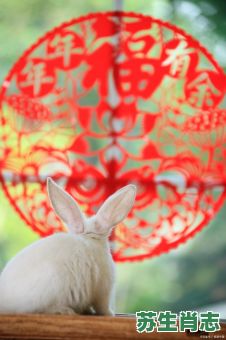 张牙舞爪是什么生肖？张牙舞爪打一准确动物