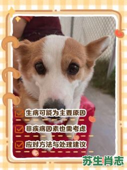 无精打采的动物是什么生肖？无精打采打一准确生肖