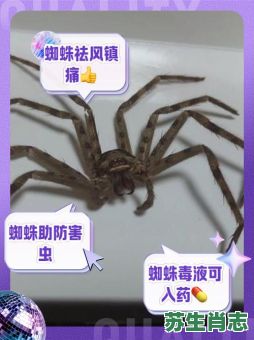 蜘蛛是什么生肖？蜘蛛打一精准生肖