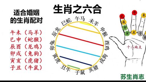 八字不合是什么生肖？八字不合打一最佳动物