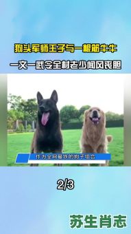 狗头军师是什么生肖？狗头军师打一准确动物