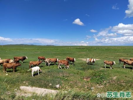 蓝天白云是什么生肖？蓝天白云打一准确动物