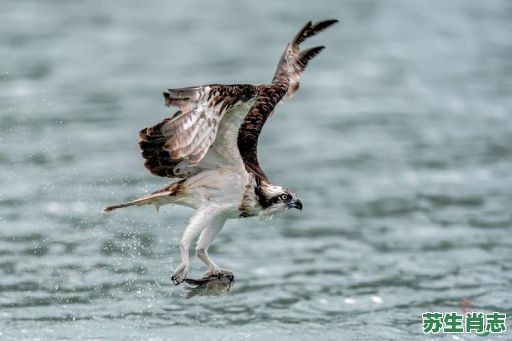 一箭双雕是什么生肖？一箭双雕打一准确生肖