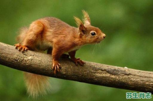 地动山摇是什么生肖？地动山摇打最佳动物