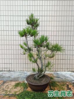 岁寒知松柏是什么生肖？岁寒知松柏最正确生肖