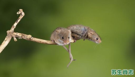 小鬼当家是什么生肖？小鬼当家打一正确动物