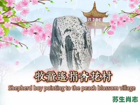 秀才元帅找杏花是什么生肖？秀才元帅找杏花正确答案