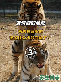 命根子是什么生肖?命根子最正确打一动物 命根子是什么生肖?命根子最正确打一动物