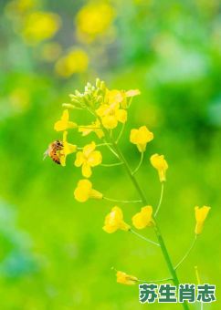 采得百花成蜜后是什么生肖？采得百花成蜜正确一肖