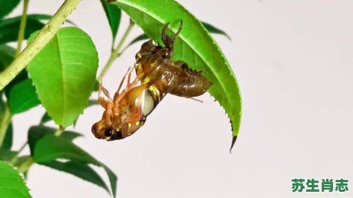 金婵脱壳是什么生肖？金蝉脱壳打一最佳动物