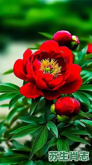 牡丹花是什么生肖？十二生肖谁是牡丹花