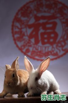 高是什么生肖？高字打最正确一肖