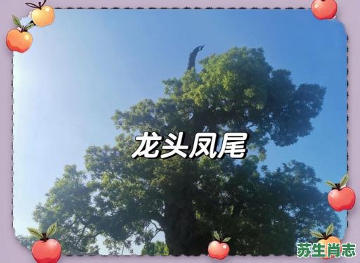 龙头凤尾是什么生肖？龙头凤尾打一准确动物