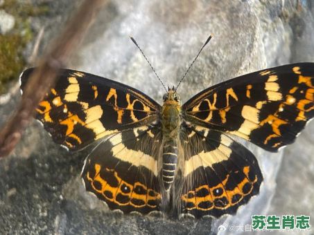 蝴蝶是什么生肖？蝴蝶打一个准确动物