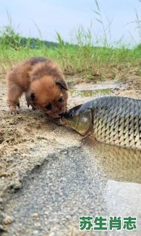 水里游的动物是什么生肖？水里游打一正确生肖