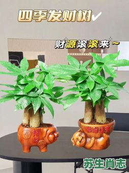 四季常青财运旺是什么生肖？四季常青财运旺准确答案