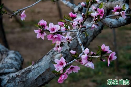 春风桃李又开花是什么生肖？春风桃李又开花正确答案