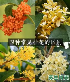 桂花是什么生肖？十二生肖花位对照表