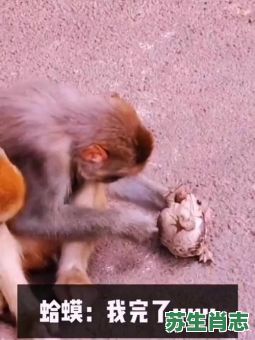 虎落平阳被犬欺是什么生肖?虎落平阳被犬欺正确答案 虎落平阳被犬欺是什么生肖?虎落平阳被犬欺正确答案