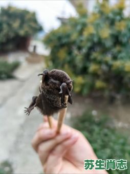 蝙蝠是什么生肖?蝙蝠打一个准确动物 蝙蝠是什么生肖?蝙蝠打一个准确动物