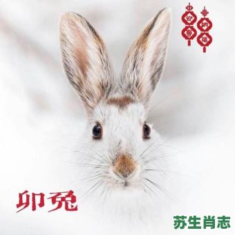 艳阳高照是什么生肖？艳阳高照最佳答案生肖