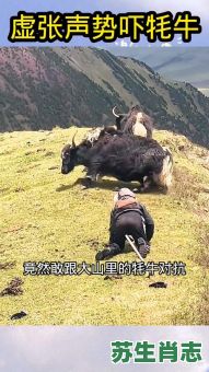 虚张声势是什么生肖?虚张声势打一正确动物 虚张声势是什么生肖?虚张声势打一正确动物