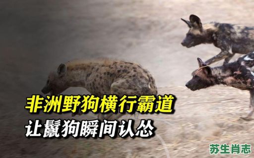 横行霸道是什么生肖？横行霸道打一最佳动物