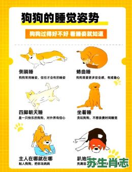 最机灵的动物是什么生肖？最机灵的动物正确答案