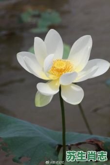 白莲花是什么生肖？白莲花打一最佳动物