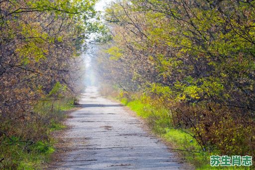 羊肠小道是什么生肖？羊肠小道打一正确动物