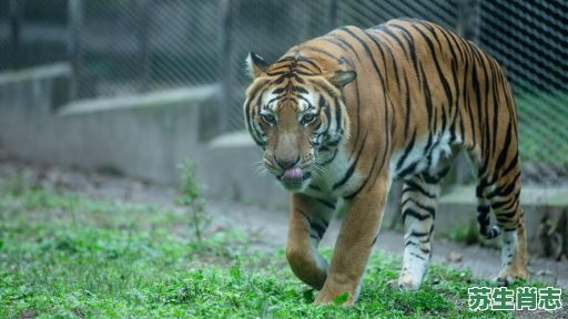 百兽之王是什么生肖?百兽之王最正确动物 百兽之王是什么生肖?百兽之王最正确动物