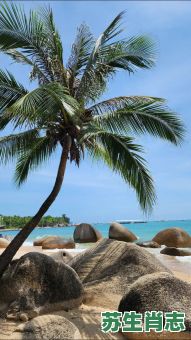 天涯海角是什么生肖？天涯海角打一正确动物