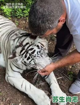 不长胡须的动物是什么生肖？不长胡须打一正确生肖