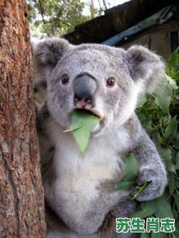 目瞪口呆是什么生肖？目瞪口呆最正确动物