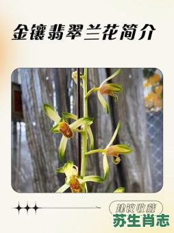 穿金戴银戴兰花是什么生肖？穿金戴银戴兰花正确答案