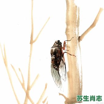 蝉是什么生肖?蝉字打一准确生肖 蝉是什么生肖?蝉字打一准确生肖