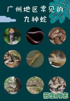 强龙不压地头蛇是什么生肖？强龙不压地头蛇正确答案动物