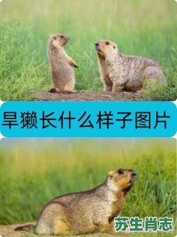 四肢瘦长是什么生肖？四肢瘦长最准确动物