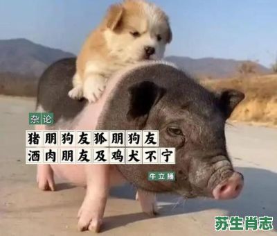 猪朋狗友是什么生肖？猪朋狗友打一正确动物