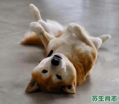 四脚朝天是什么生肖？四脚朝天打一准确动物