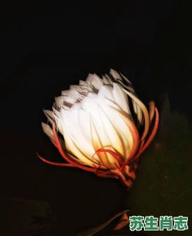 昙花一现是什么生肖？昙花一现打一最佳动物