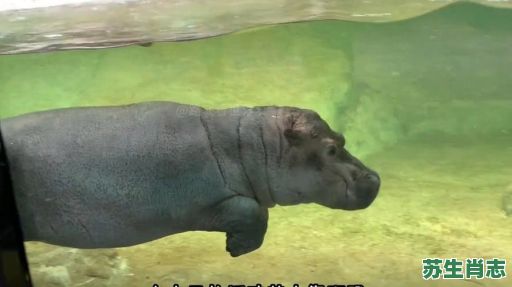 水陆两栖是什么生肖？水陆两栖打一正确动物