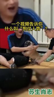 狗仗人势是什么生肖？狗仗人势打一正确生肖