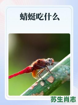 蜻蜓是什么生肖？蜻蜓打一准确生肖