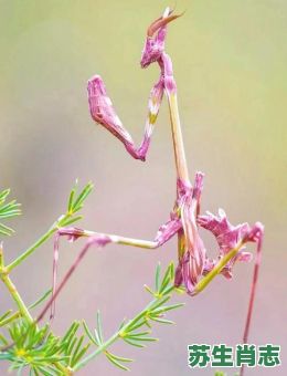 螳螂是什么生肖？螳螂猜一个准确生肖