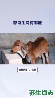 风和日丽是什么生肖？风和日丽打一准确动物