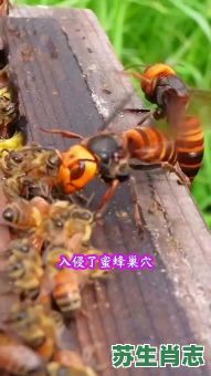 蜜蜂是什么生肖？蜜蜂打一最准确的生肖