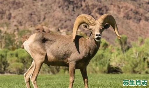 爱拍马屁的动物是什么生肖？爱拍马屁打一准确动物