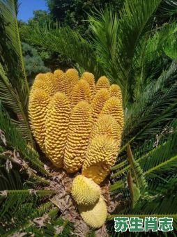 铁树开金花是什么生肖？铁树开金花最正确一肖