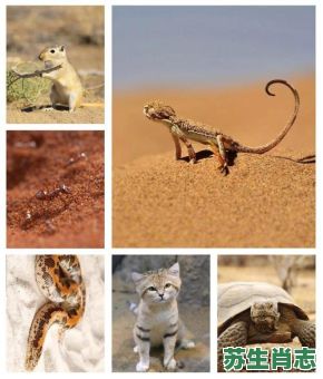 荒郊野外是什么生肖？荒郊野外打一精准动物